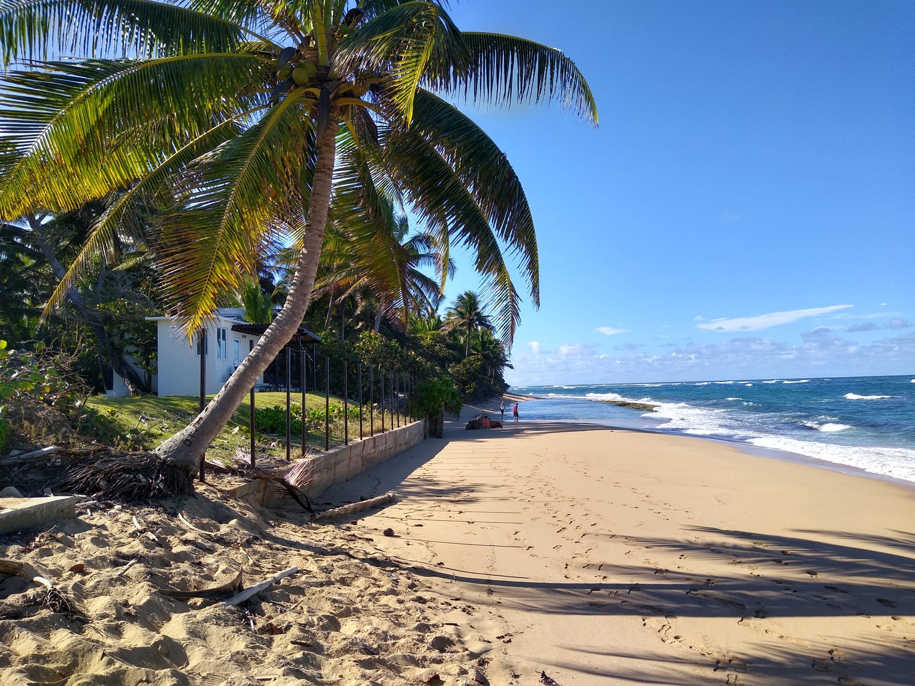 Palm over the beach next to the estate