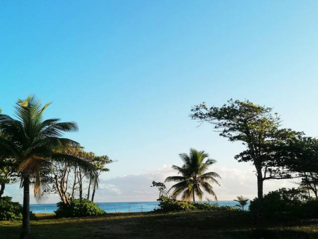 Palms and lawn at dusk